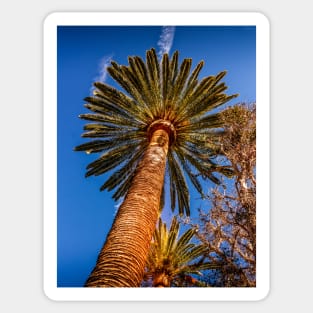 Palm Tree Sticker